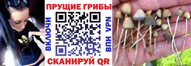 что такое наркотик  Мирный  Галлюциногенные грибы мицелий 